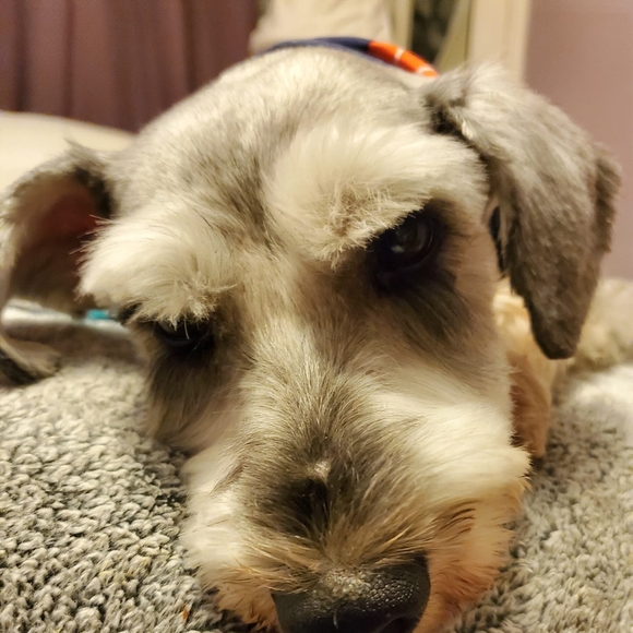 Meet your Posher, Lisa - Picture 1 of 1